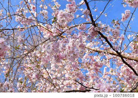 フランス、パリ。モンソー公園に咲いている桜。2022年3月14日撮影。 100786018