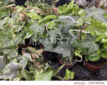 観葉植物 100786486