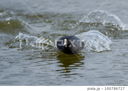 水上を滑るオオバン 水上を滑るオオバン 100786727