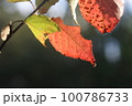 秋の日差しに色が映える葉っぱ 100786733