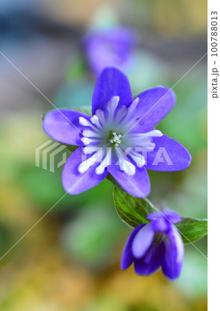 雪割草（ユキワリソウ）『幽谷』 100788013