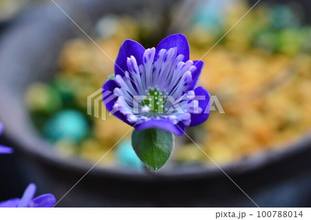 雪割草（ユキワリソウ）『飛翔』 100788014