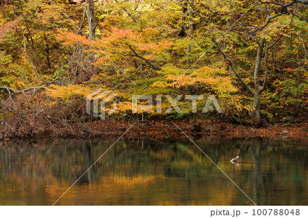 奥入瀬渓流子ノ口水門付近の入り江（青森県） 100788048