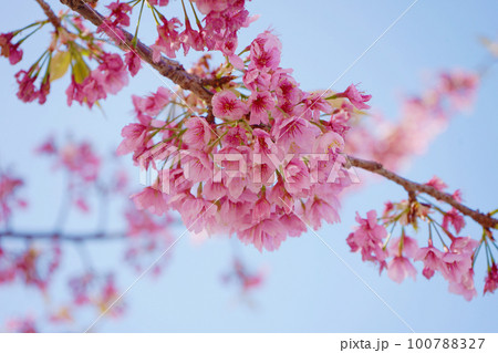 桜 桜 100788327