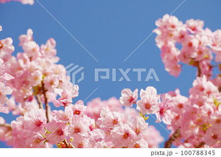 桜 100788345