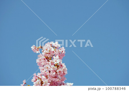 桜 100788346