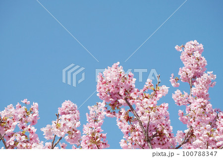 桜 桜 100788347