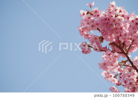 桜 桜 100788349