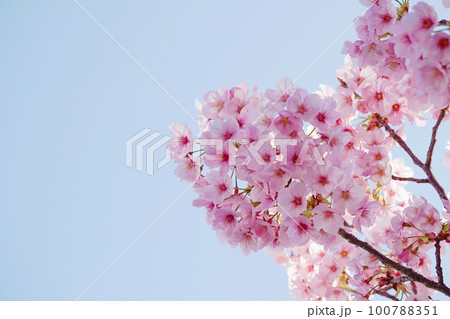 桜 桜 100788351