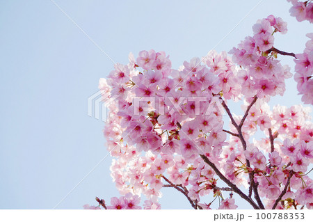 桜 桜 100788353