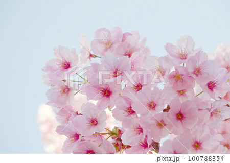 桜 桜 100788354