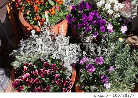 花の寄せ植え＆花の寄せ鉢 100788377