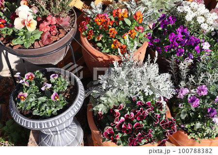 花の寄せ植え&花の寄せ鉢 花の寄せ植え&花の寄せ鉢 100788382