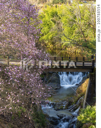 明日香村を流れる飛鳥川と木蓮の花 明日香村を流れる飛鳥川と木蓮の花 100788554