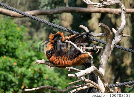 Lemur Red vari (lat. - Varecia rubra) 100788555