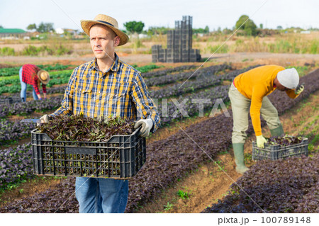 Gardener holding crate with harvest of red mizuna 100789148