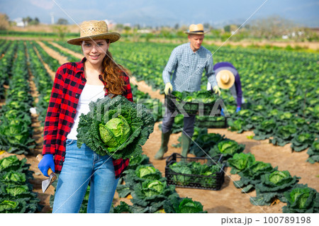 Young female farmer harvesting fresh savoy cabbage 100789198