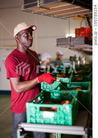 man engaged in cultivation of peaches gathering harvest man engaged in cultivation of peaches gathering harvest 100789254