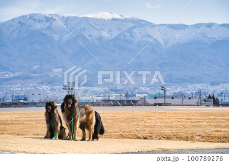 山を背景に立つレオンベルガー 100789276