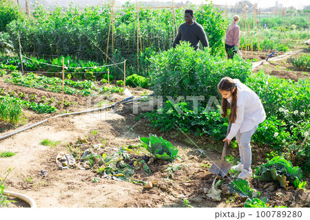 girl with shovel and her parents working in a garden girl with shovel and her parents working in a garden 100789280