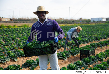 African american farmer stacking boxes with savoy cabbage on filed African american farmer stacking boxes with savoy cabbage on filed 100789281