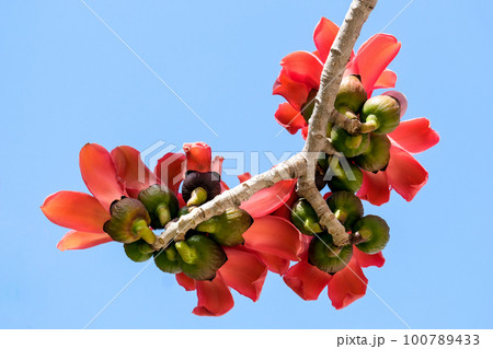 Blooms the Bombax Ceiba (Lat. - Bombax ceiba) or Cotton Tree Blooms the Bombax Ceiba (Lat. - Bombax ceiba) or Cotton Tree 100789433