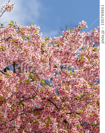 明日香村に咲く満開の桜 100789661