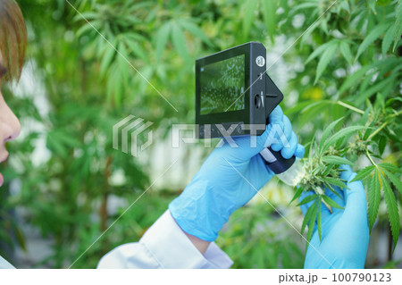 cannabis farm, researchers use digital microscope to see cannabis yield. 100790123
