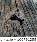 夏の終わりカブトムシの角 100791255