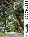 南湖公園の松の木 100791256