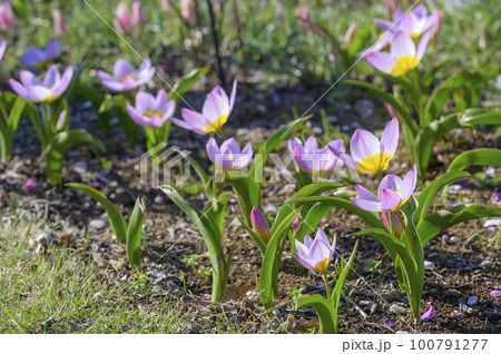 原種系チューリップ「サクサティリス‘ライラックワンダー’」 100791277