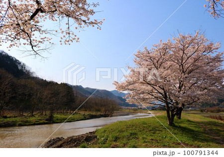 そよ風に桜吹雪が舞う穏やかな春の日 川沿いに満開に咲く桜の花 佐柄見 そよ風に桜吹雪が舞う穏やかな春の日 川沿いに満開に咲く桜の花 佐柄見 100791344
