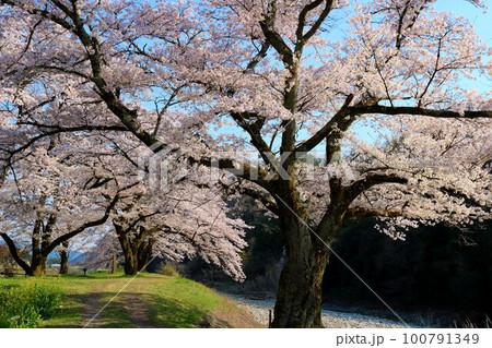 そよ風に桜吹雪が舞う穏やかな春の日　川沿いに満開に咲く桜の花　佐柄見 100791349