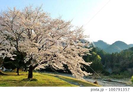 そよ風に桜吹雪が舞う穏やかな春の日　川沿いに満開に咲く桜の花　佐柄見 100791357
