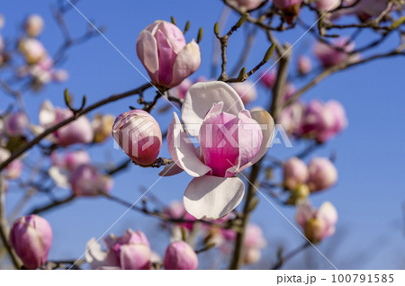 マグノリア（紫木蓮）の花の写真素材 [100791585] - PIXTA
