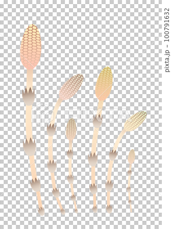 つくしたちのイラスト 100791632