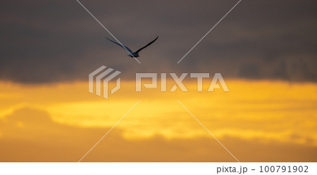 Turn bird flying into the distance silhouette photo against bright golden morning skies. 100791902