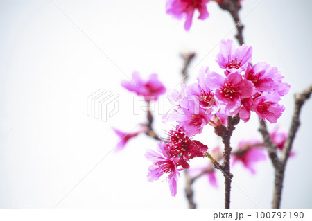 桜 さくら サクラ 100792190