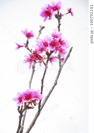 桜 さくら サクラ 100792191