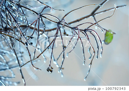 Icicles on icy tree branches. temperature swing season and winter weather in autumn Icicles on icy tree branches. temperature swing season and winter weather in autumn 100792343