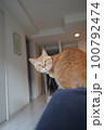 振り返り猫 100792474