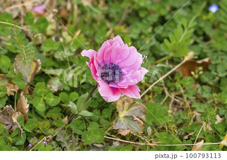 八重咲のアネモネの花 100793113