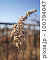 枯れた植物 100794047