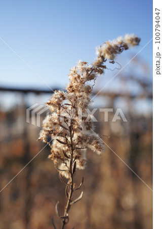 枯れた植物 100794047