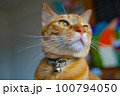 見つめる猫 100794050