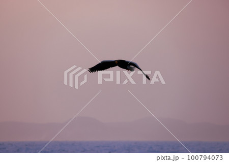 流氷の上を舞う大鷲 北海道　オホーツク海　 100794073