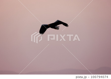 流氷の上を舞う大鷲 北海道　オホーツク海　 100794074