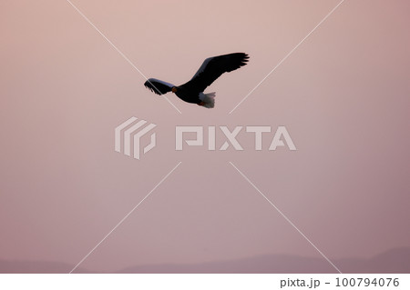 流氷の上を舞う大鷲 北海道　オホーツク海　 100794076