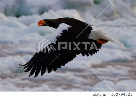 流氷の上を舞う大鷲 100794323