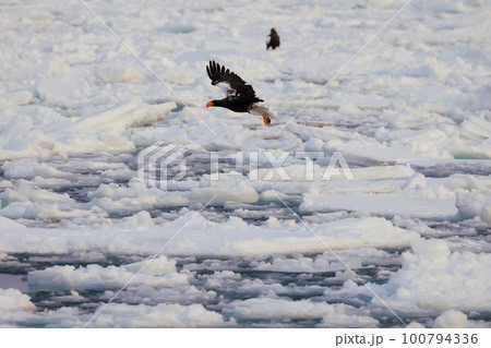 流氷の上を舞う大鷲 流氷の上を舞う大鷲 100794336